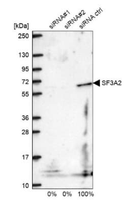 SF3A2 Antibody, Novus Biologicals 25 &mu;L; Unlabeled:Antibodies, Polyclonal